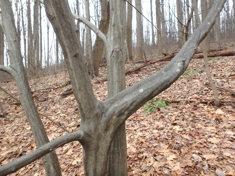 Iron Wood Tree(Mesua ferrea L.)